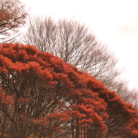 六甲山の紅葉 3
