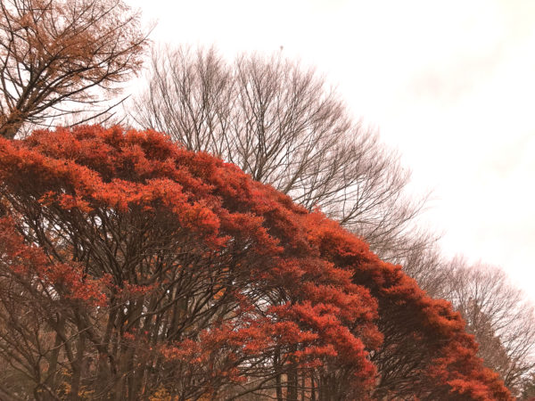 六甲山の紅葉 3