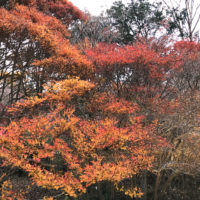 六甲山の紅葉 1