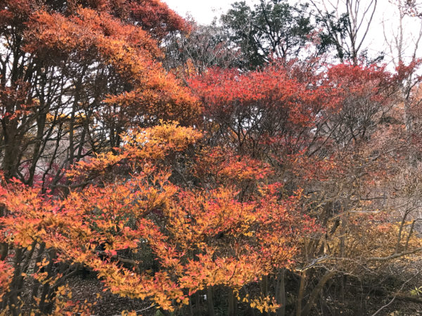 六甲山の紅葉 1