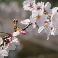 夙川　桜