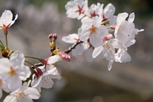 夙川　桜