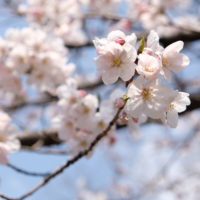 青空と桜