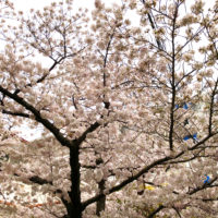 路地の桜 2