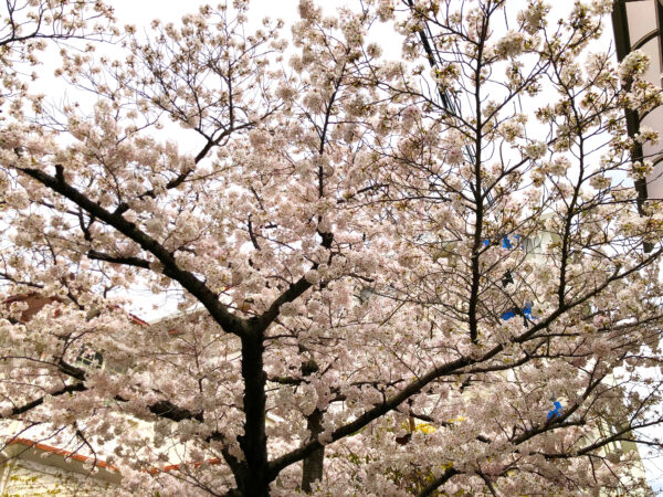 路地の桜 2