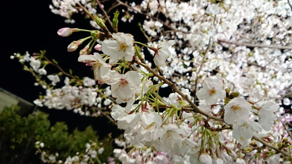 夜桜2 無料写真 フリー素材のダウンロードサイト もある