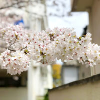 路地の桜 1