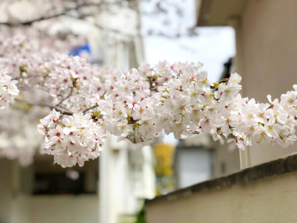 路地の桜 1