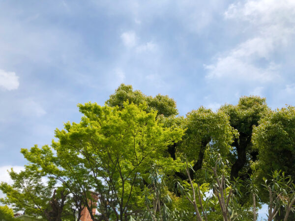 植物の緑と空 5