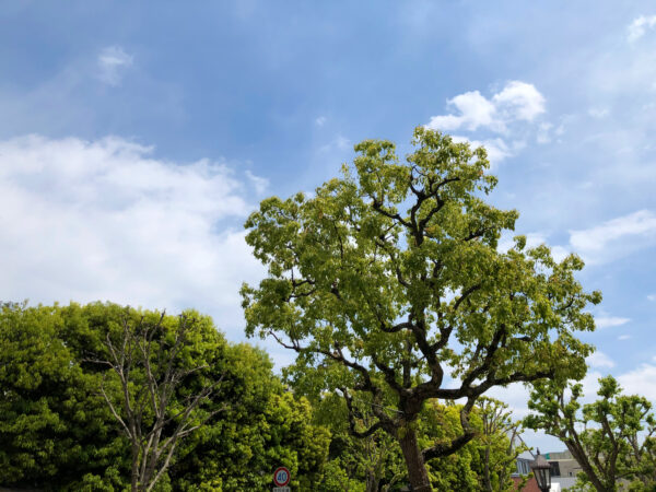 植物の緑と空 4