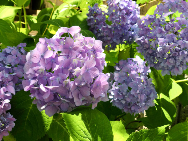 紫色のアジサイ（紫陽花）