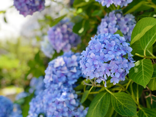 青色のアジサイ 紫陽花 無料写真 フリー素材のダウンロードサイト もある