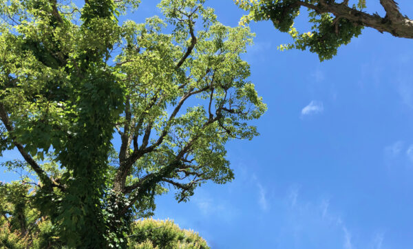 植物の緑と空 6