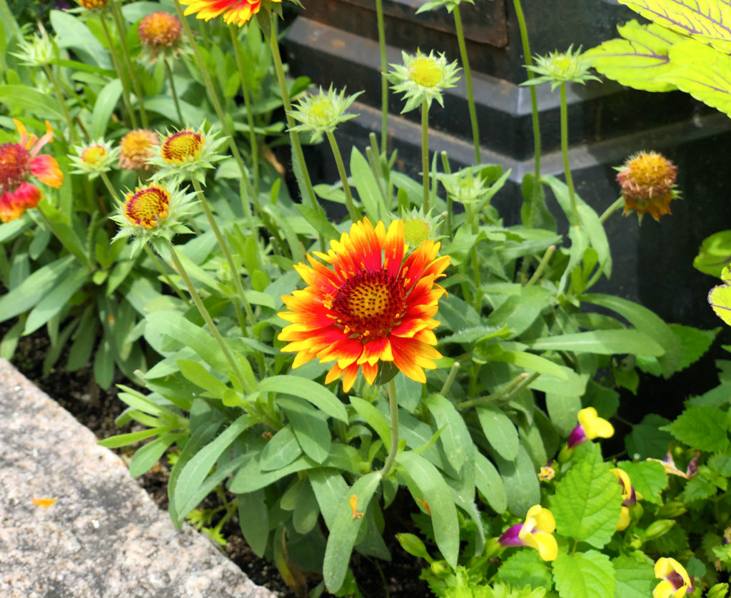 テンニンギク 1 無料写真 フリー素材のダウンロードサイト もある