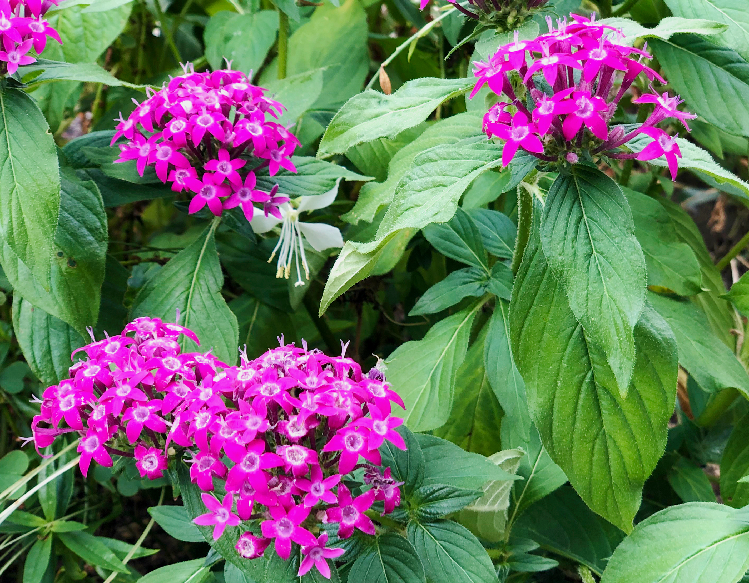 紫色のバーベナの花 1 無料写真 フリー素材のダウンロードサイト もある
