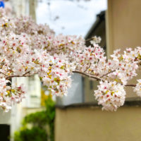 路地の桜 3