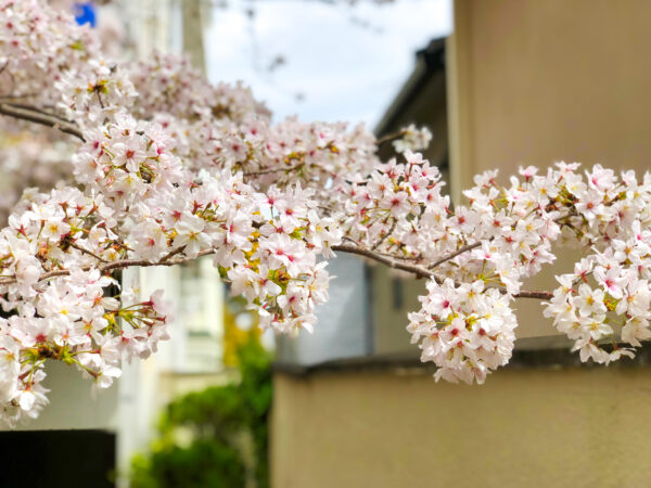路地の桜 3