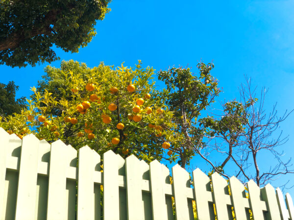 柵から見える柑橘系の何か