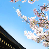 桜の枝と青空 1