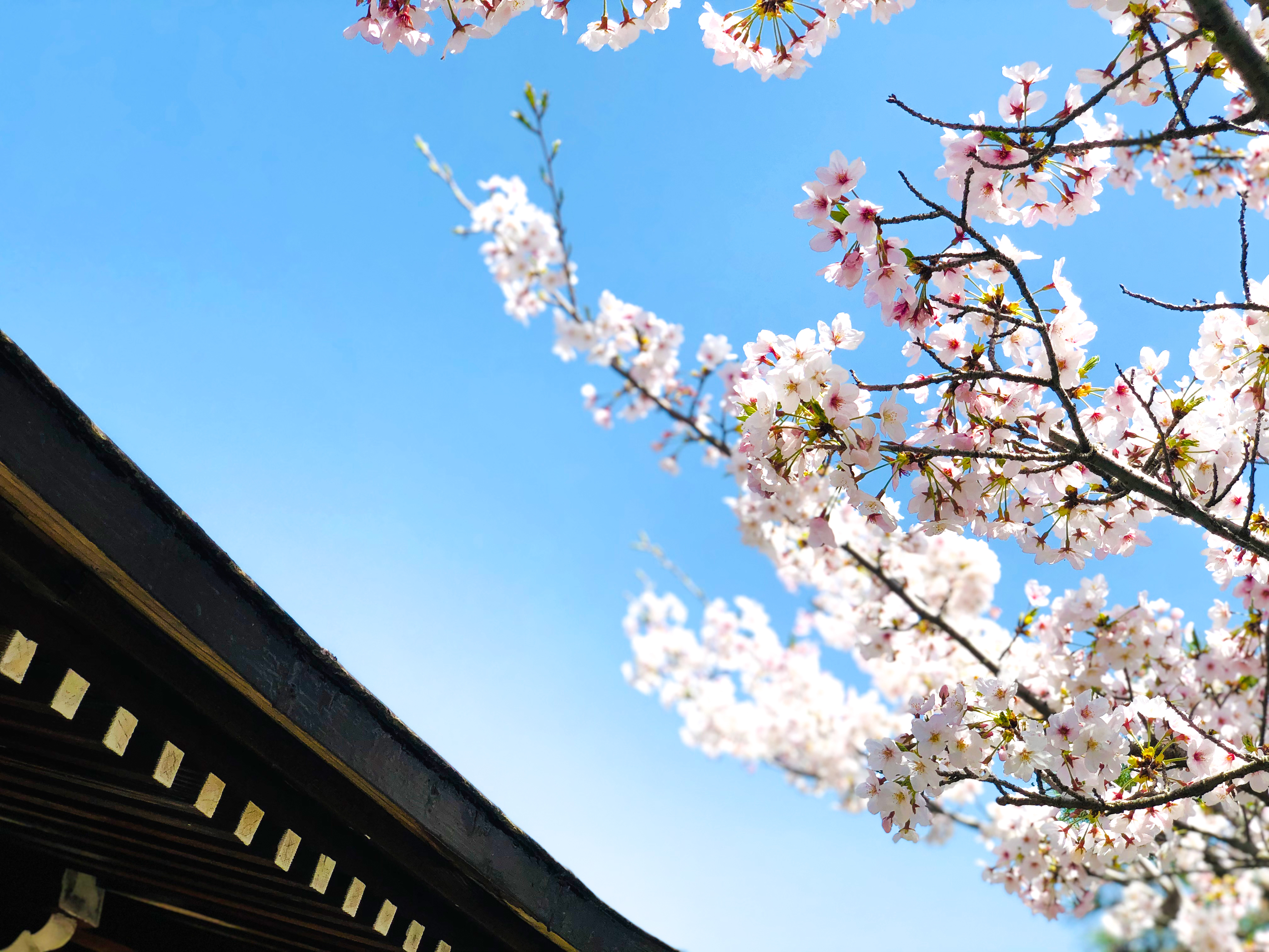 桜の枝と青空 1 無料写真 フリー素材のダウンロードサイト もある