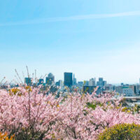 桜越しの神戸の街並み