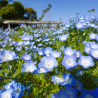 ネモフィラの花 2