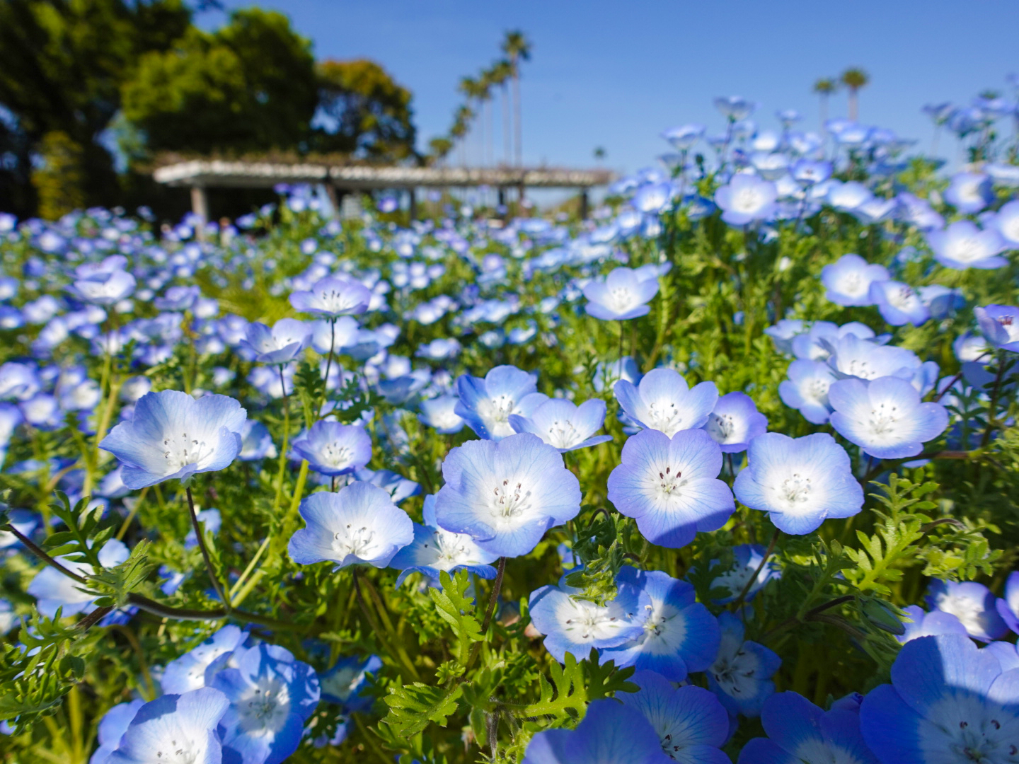 ネモフィラの花 2 無料写真 フリー素材のダウンロードサイト もある