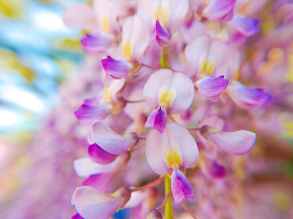 藤の花 2