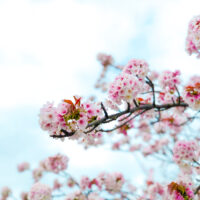 桜の枝と青空 2