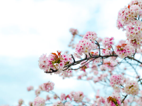 桜の枝と青空 2