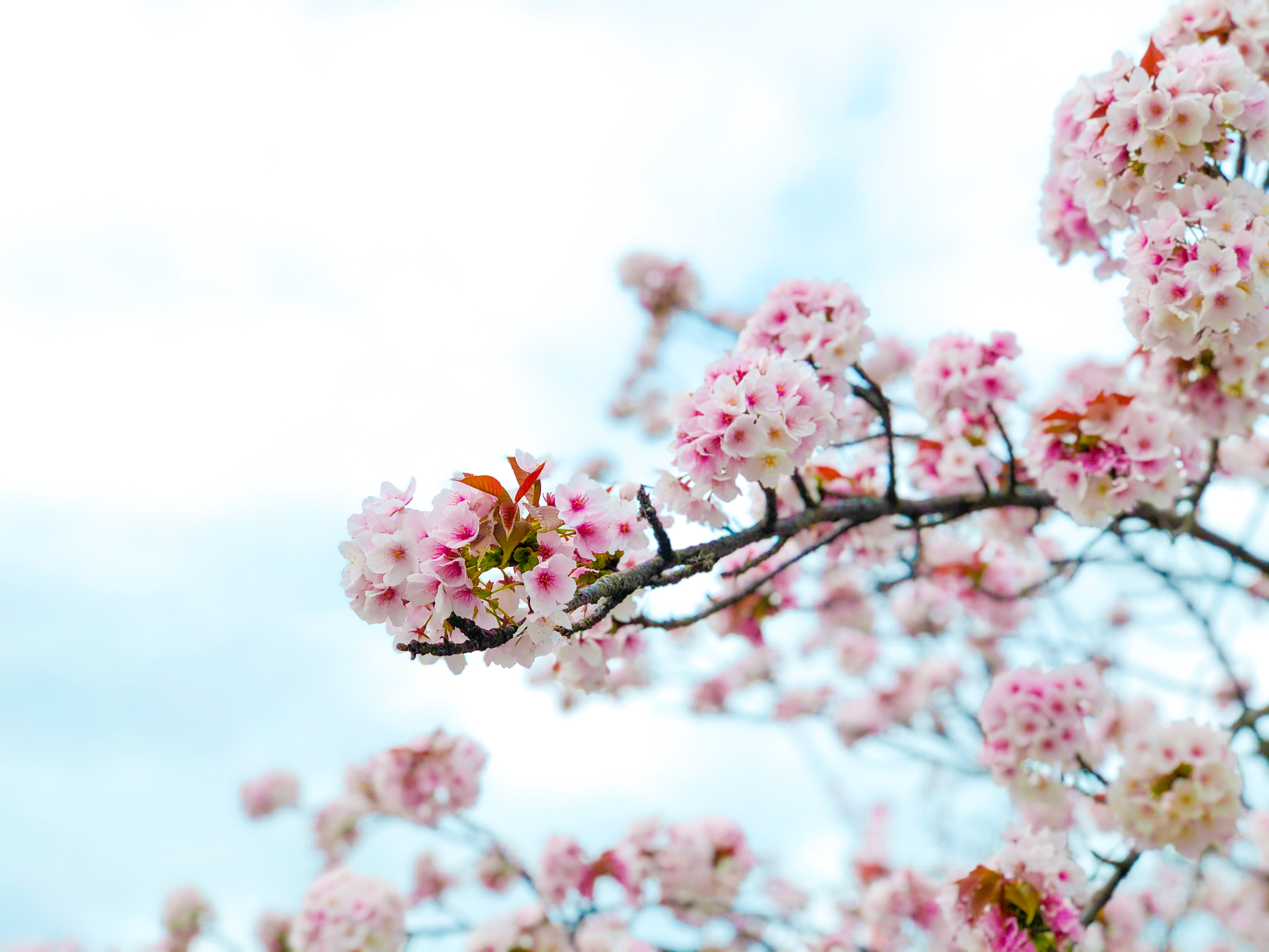 桜の枝と青空 2 無料写真 フリー素材のダウンロードサイト もある