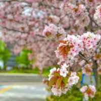 垂れる枝から咲く桜