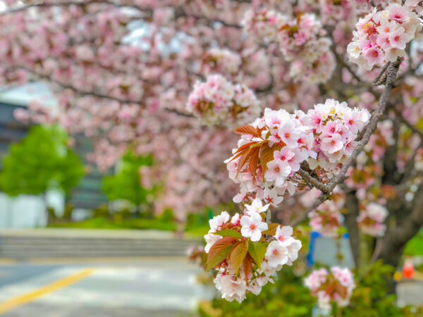 垂れる枝から咲く桜