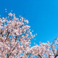 桜の枝と青空 3