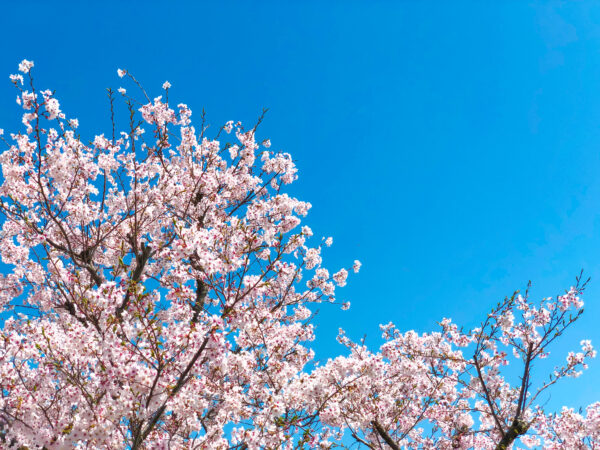 桜の枝と青空 3