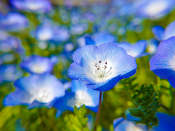 ネモフィラの花 1