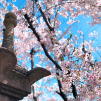 神社の灯籠と桜 1