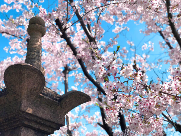 神社の灯籠と桜 1