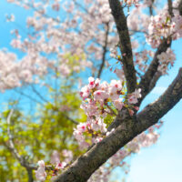 枝の分かれ目から咲く桜