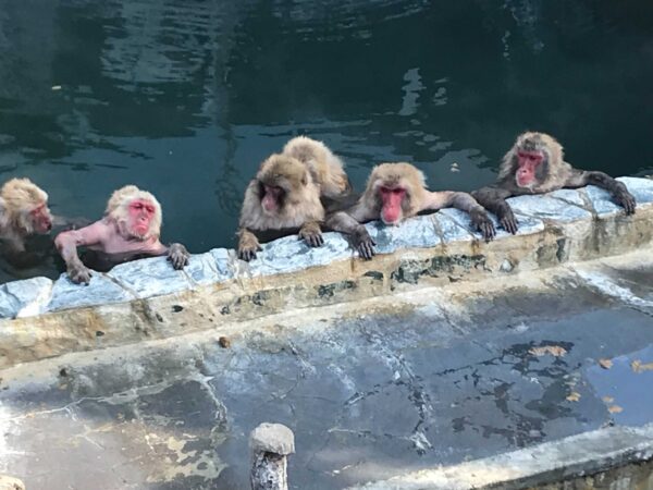 おさるの入浴