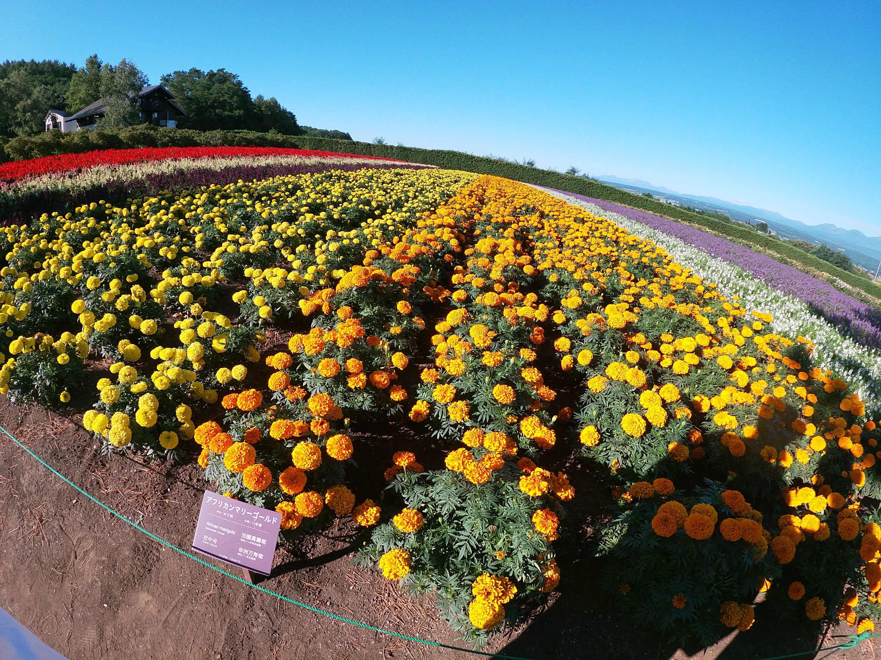 花畑２ 無料写真 フリー素材のダウンロードサイト もある